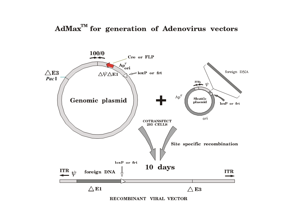 adenovirus