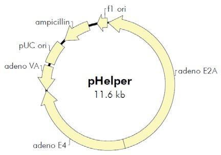 AAV Helper-Free System腺相关病毒系统