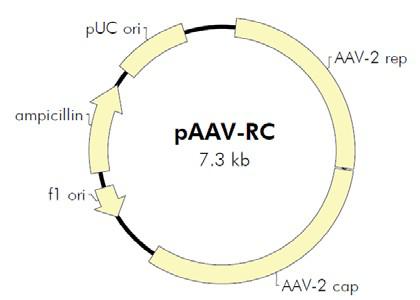 AAV Helper-Free System腺相关病毒系统