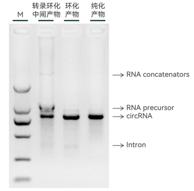 circPrecise环化效率23.6.30.png