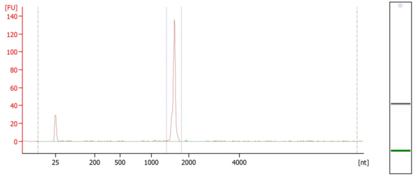 纯化后的circRNA完整性（CE）98% 23.7.5.png