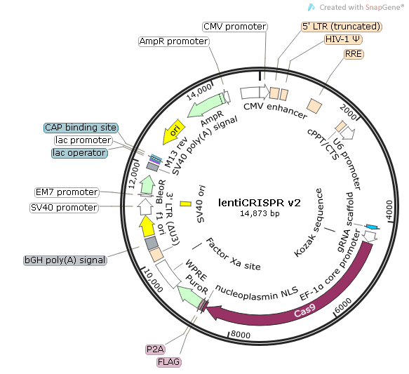 lentiCRISPR v2-puro Map.bmp