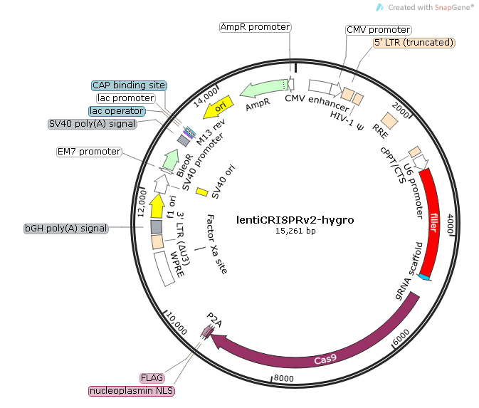 lentiCRISPRv2 hygro Map.bmp