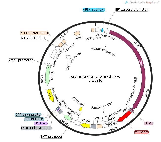 pLentiCRISPRv2-mCherry Map.bmp