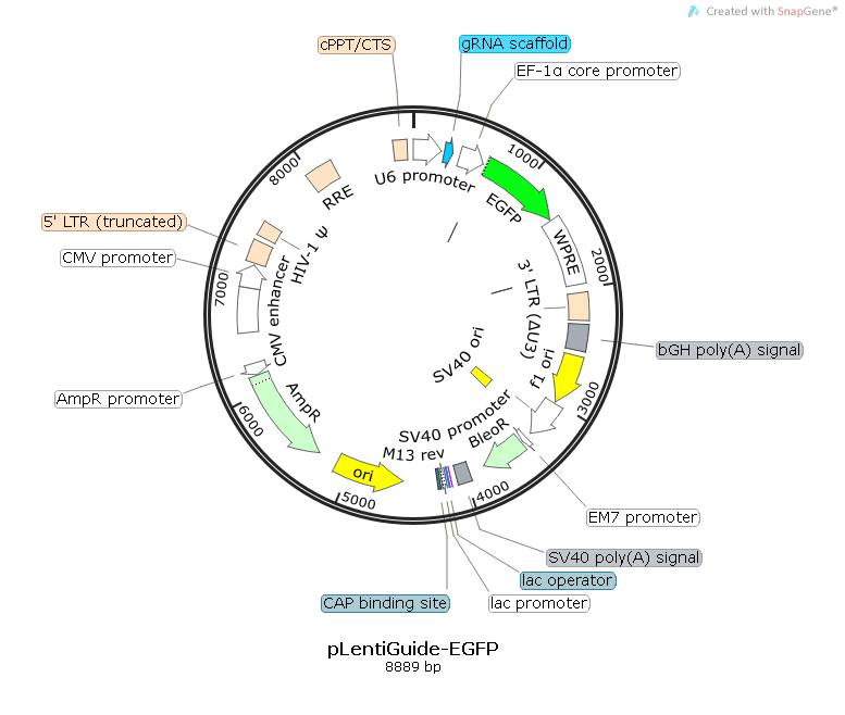 pLentiGuide-EGFP Map.bmp