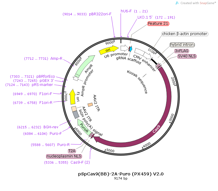 pSpCas9(BB)-2A-Puro (PX459) V2.0  Map.bmp