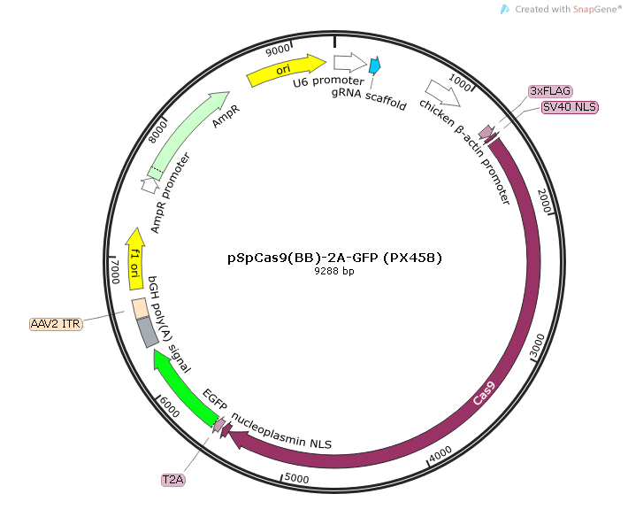 pSpCas9(BB)-2A-EGFP (PX458) Map.bmp