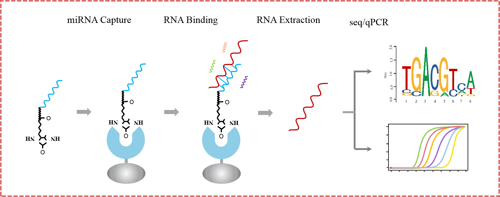辉骏生物miRNA pull down调取结合RNA原理.png