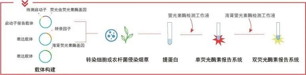 探针设计操作