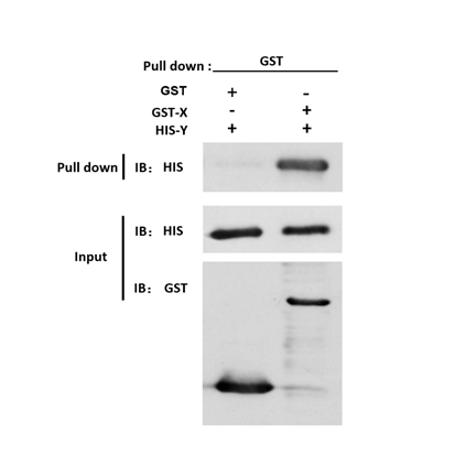 GST pull down试验服务结果分析-辉骏生物